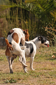 accouplement de chiens