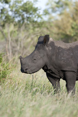 Rhino baby feeding