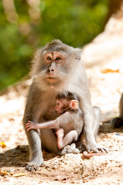 Macaque with young