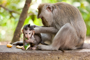 Monkey family