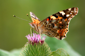 papillon