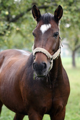 Fototapeta premium Pferdeportrait