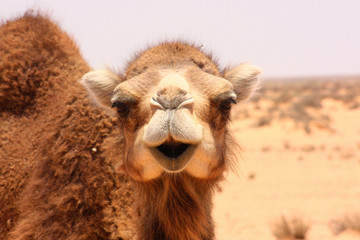 Obraz premium dromadaire