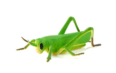 Green grasshopper plastic play toy