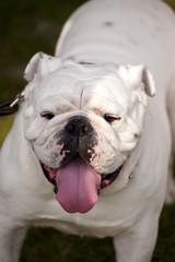 Fototapeta premium dog