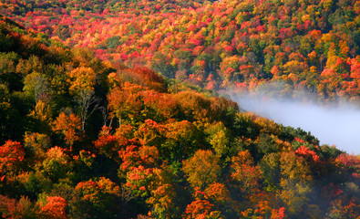 Allegheny forest © SNEHIT PHOTO