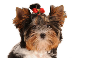 Little puppy looking at wiever