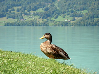 Duck in Iseltwald, Switzerland
