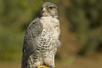 Gyrfalcon (falco rusticolus)