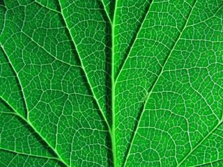 background from sheet of the birch at light sun