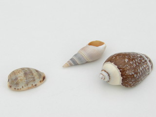 coquillage