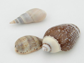 coquillage