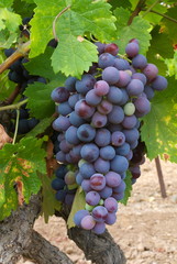 Grappe de raisin sur un pied de vigne