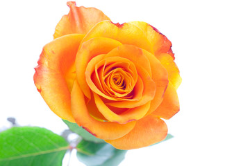 Einzelne orange Rose