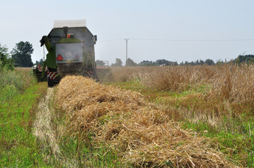 Combine harvester at work in the fields.