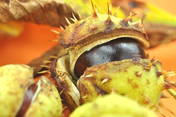 Herbst, Kastanie