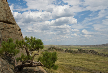 Pine in the mountains