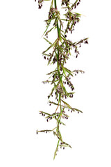 fleurs de citronnelle ou lemon grass