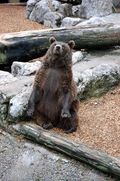 Enghagen bear sitting 1