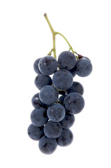 grappolo uva fragola americana vendemmia mosto