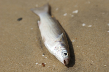 Toter Fisch