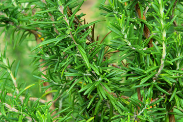 Rosmarin - Rosemary 12