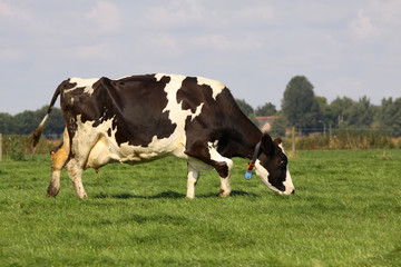 Holstein cow grazing in the meadow