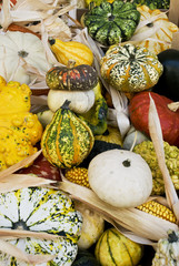zucche ornamentali 2