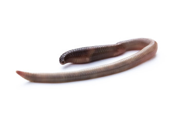Rain worm