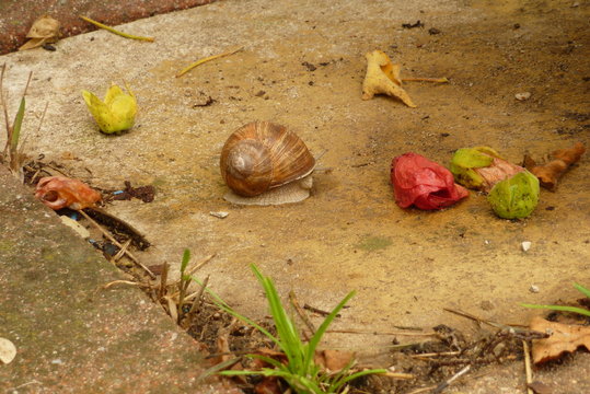 Weinbergschnecke