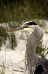 Great Blue Heron close up