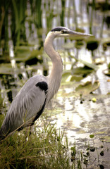 Great Blue Heron in water