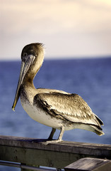 Pelican