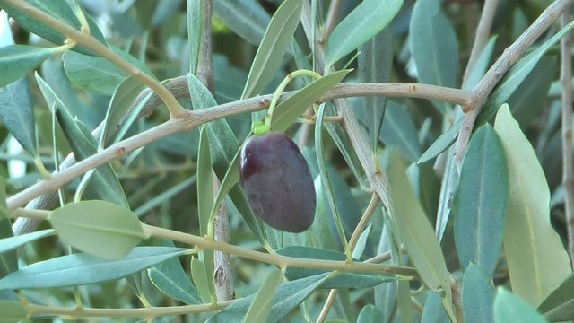 Oliva matura