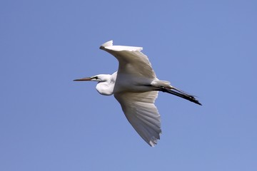Egret in flight