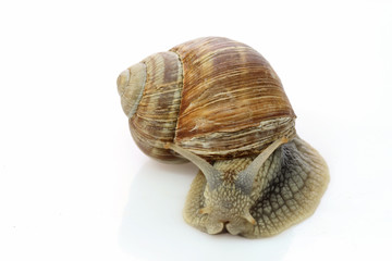 Weinbergschnecke
