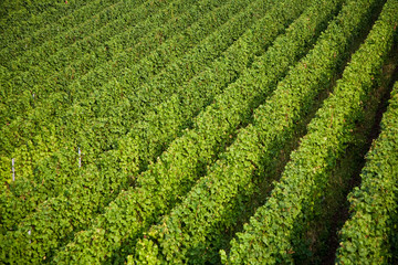 Blick auf gr&uuml;ne Weinberge an der Mosel in Trittenheim