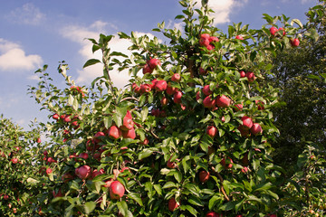 Red apples on a tree in the region of "Alte Land", near to the city of Hamburg, Germany