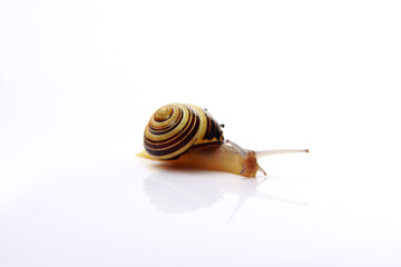 snail