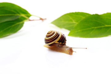 snail and leafs