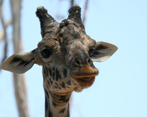 A Portrait of an African Giraffe