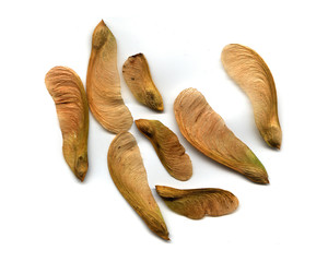 Dried maple keys or seed helicopters on white background.