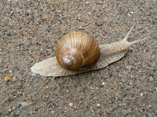 Snail crawling