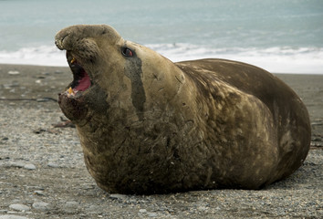 Male Elephant Seal with Open Mouth