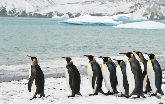 King Penguins in an Icy Bay