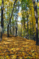 Path in autumn wood