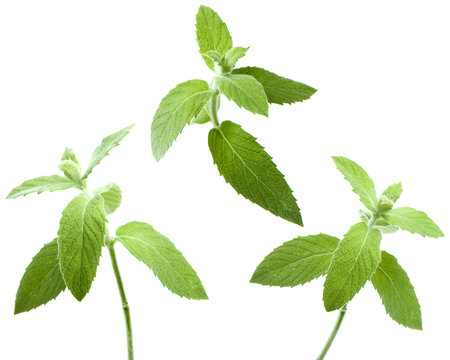 Three Fresh Mint Sprigs Isolated on White
