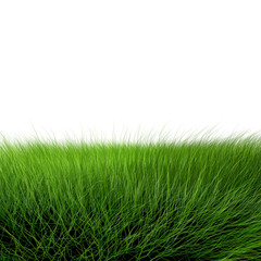 Beautiful green grass