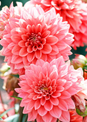 Closeup of colorful dahlias