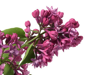 Lilac flower of syringa(Syringa vulgaris) © i9370